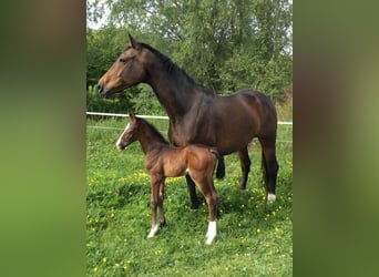 Oldenburg, Giumenta, 12 Anni, 172 cm, Baio