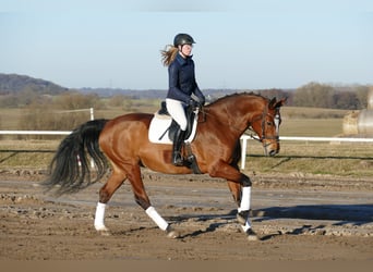 Oldenburg, Giumenta, 12 Anni, 172 cm, Baio