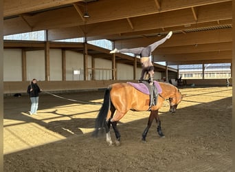 Oldenburg, Giumenta, 12 Anni, 172 cm, Baio