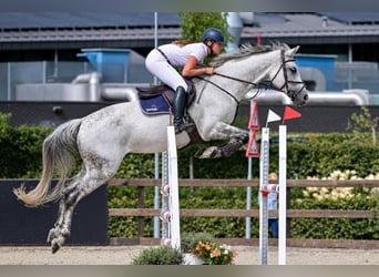 Oldenburg, Giumenta, 12 Anni, 173 cm, Grigio