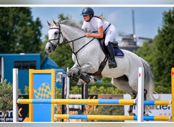 Oldenburg, Giumenta, 12 Anni, 173 cm, Grigio