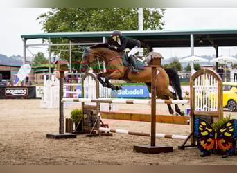 Oldenburg, Giumenta, 12 Anni, Baio