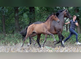 Oldenburg, Giumenta, 12 Anni