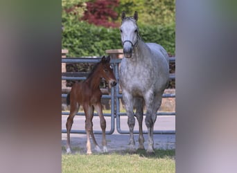 Oldenburg, Giumenta, 12 Anni, Grigio