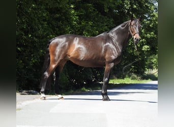Oldenburg, Giumenta, 13 Anni, 160 cm, Baio scuro