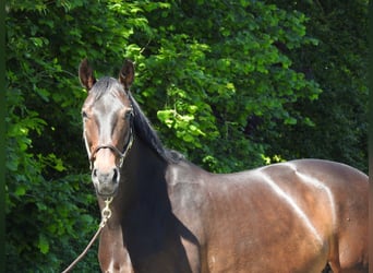Oldenburg, Giumenta, 13 Anni, 160 cm, Baio scuro