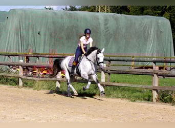 Oldenburg, Giumenta, 13 Anni, 164 cm, Grigio