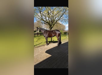 Oldenburg, Giumenta, 13 Anni, 165 cm, Baio nero