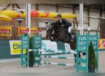 Oldenburg, Giumenta, 13 Anni, 166 cm, Baio scuro