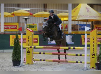 Oldenburg, Giumenta, 13 Anni, 166 cm, Baio scuro