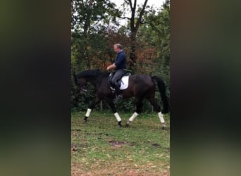 Oldenburg, Giumenta, 13 Anni, 166 cm, Baio scuro