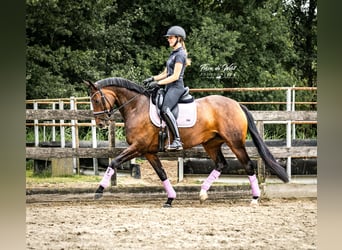 Oldenburg, Giumenta, 13 Anni, 167 cm, Baio scuro