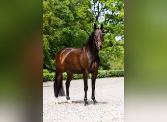 Oldenburg, Giumenta, 13 Anni, 167 cm, Baio scuro