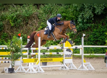 Oldenburg, Giumenta, 13 Anni, 168 cm, Sauro scuro