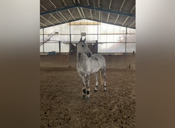 Oldenburg, Giumenta, 13 Anni, 170 cm, Grigio