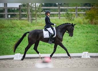 Oldenburg, Giumenta, 13 Anni, 170 cm, Morello