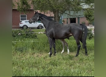 Oldenburg, Giumenta, 13 Anni, 172 cm, Baio nero