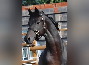Oldenburg, Giumenta, 13 Anni, 172 cm, Baio scuro