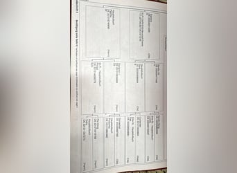 Oldenburg, Giumenta, 13 Anni, 172 cm, Sauro scuro