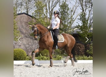 Oldenburg, Giumenta, 13 Anni, 172 cm, Sauro scuro