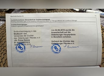 Oldenburg, Giumenta, 13 Anni, 172 cm, Sauro scuro