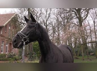 Oldenburg, Giumenta, 13 Anni, 173 cm, Morello