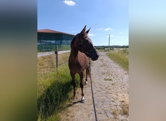 Oldenburg, Giumenta, 13 Anni, 173 cm, Sauro scuro