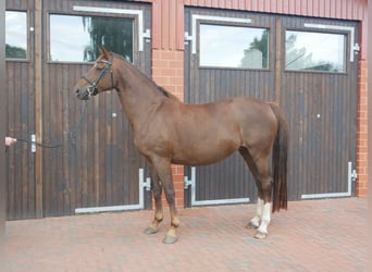 Oldenburg, Giumenta, 13 Anni, 173 cm, Sauro scuro