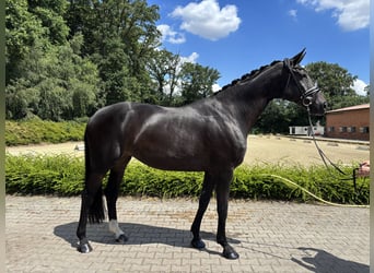 Oldenburg, Giumenta, 13 Anni, 175 cm, Baio nero
