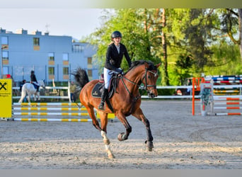 Oldenburg, Giumenta, 13 Anni, Baio