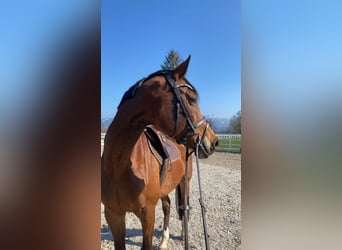 Oldenburg, Giumenta, 13 Anni, Baio