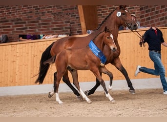 Oldenburg, Giumenta, 14 Anni, 167 cm, Baio