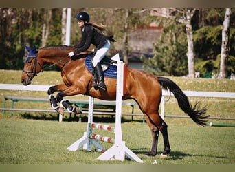 Oldenburg, Giumenta, 14 Anni, 167 cm, Baio ciliegia