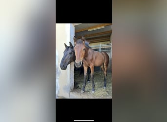 Oldenburg, Giumenta, 14 Anni, 167 cm, Baio nero