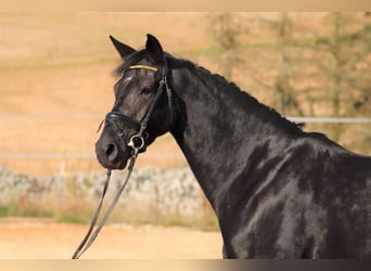 Oldenburg, Giumenta, 14 Anni, 167 cm, Sauro