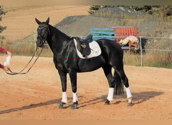 Oldenburg, Giumenta, 14 Anni, 167 cm, Sauro