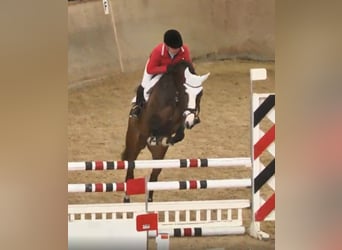 Oldenburg, Giumenta, 14 Anni, 168 cm, Baio