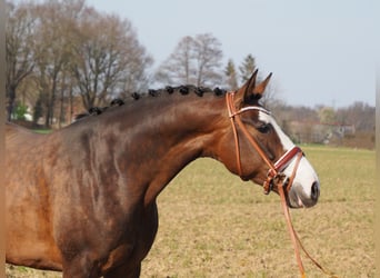 Oldenburg, Giumenta, 14 Anni, 168 cm, Baio