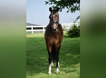 Oldenburg, Giumenta, 14 Anni, 168 cm, Baio scuro