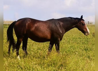 Oldenburg, Giumenta, 14 Anni, 168 cm, Baio scuro