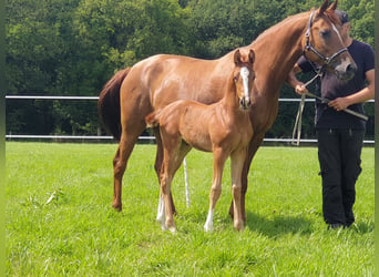 Oldenburg, Giumenta, 14 Anni, 168 cm, Sauro scuro