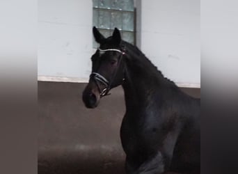 Oldenburg, Giumenta, 14 Anni, 170 cm, Baio nero