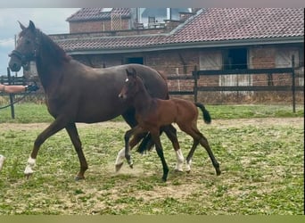 Oldenburg, Giumenta, 14 Anni, 170 cm, Sauro scuro