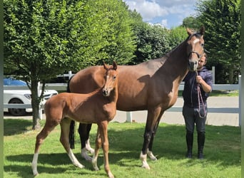 Oldenburg, Giumenta, 14 Anni, 171 cm, Baio