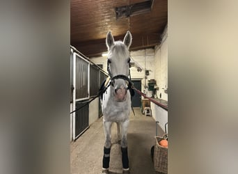 Oldenburg Mix, Giumenta, 14 Anni, 179 cm, Grigio