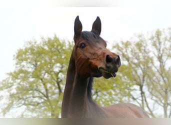 Oldenburg, Giumenta, 15 Anni, 160 cm, Baio