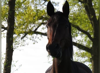 Oldenburg, Giumenta, 15 Anni, 160 cm, Baio