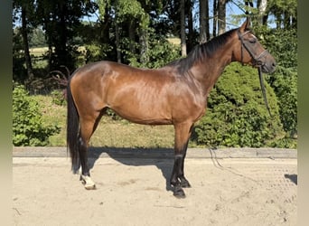 Oldenburg, Giumenta, 15 Anni, 164 cm, Baio