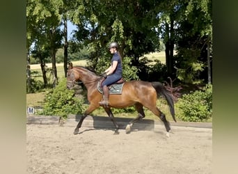 Oldenburg, Giumenta, 15 Anni, 164 cm, Baio