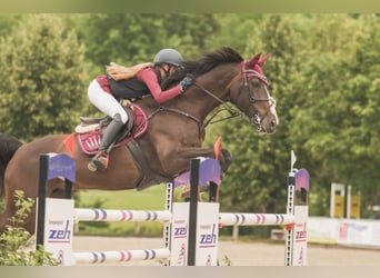 Oldenburg, Giumenta, 15 Anni, 164 cm, Baio scuro